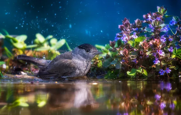 Картинка вода, цветы, брызги, природа, птица, растительность, купание, Tamas Hauk
