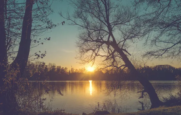 Картинка солнце, деревья, закат, ветки, туман, берег, вечер, дымка