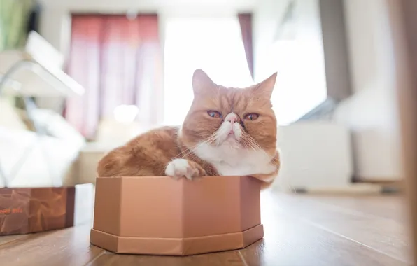 Картинка кот, коробка, экзот