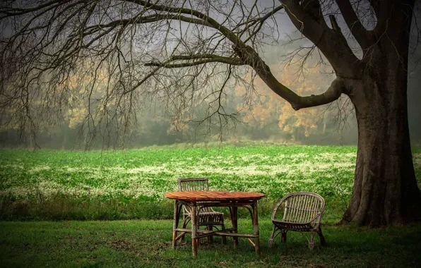 Картинка лето, стол, дерево, стул