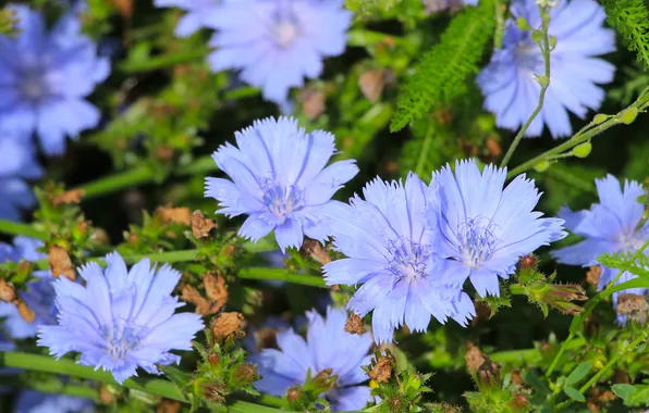 Flower, blue, meadow