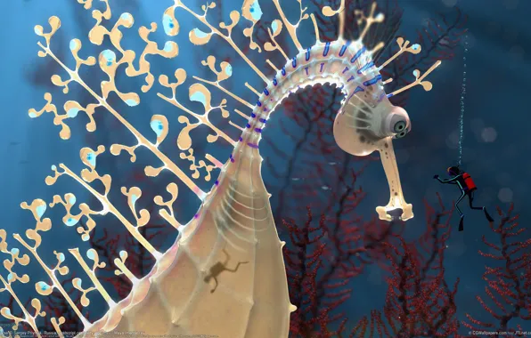 Картинка аквалангист, Гигантский, морской конек