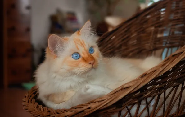 Кошка, кот, взгляд, поза, мордашка