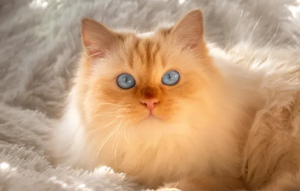 Кошка, кот, свет, мех