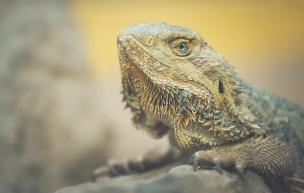 Природа, рептилия, Bearded Dragon