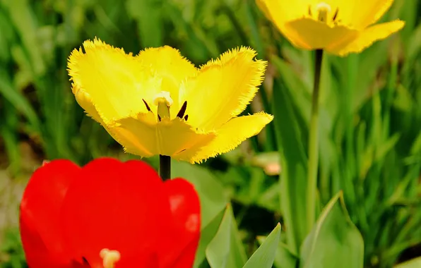 Картинка тюльпаны, красные, red, yellow, жёлтые, Tulips