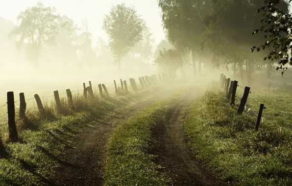 Дорога, трава, деревья, природа, туман, рассвет, забор, ограда