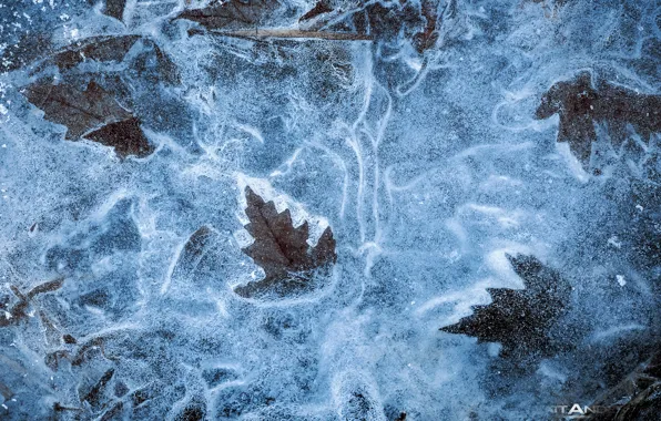 Картинка зима, осень, макро, листва, лёд, текстура, сухая