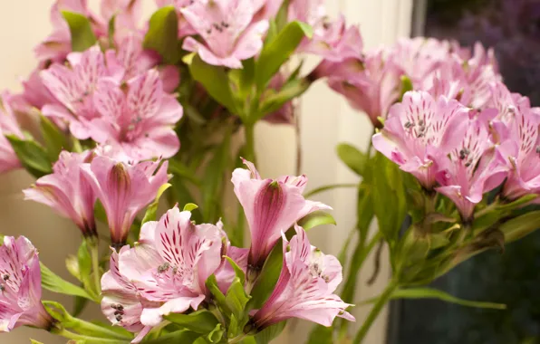 Pink, flowers, Альстрёмерия, Alstroemeria