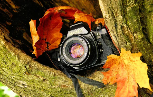 Картинка дерево, расщелина, фотоаппарат, зеркальный, красно-жёлтая листва, однообъективный, «Зени́т»