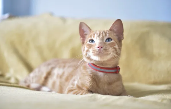 Кошка, кот, котенок, диван, рыжий, лежит, ошейник, голубые глаза