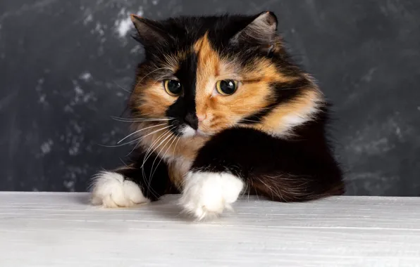 Кошка, взгляд, стол, портрет, лапы, серый фон, мордашка, пятнистая