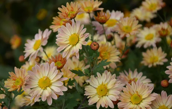 Осень, цветы, бутоны, хризантемы