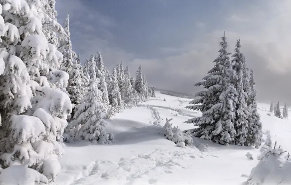 Картинка зима, лес, снег, елки