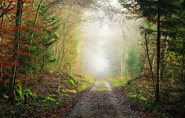 Картинка дорога, осень, лес, листья, деревья, туман