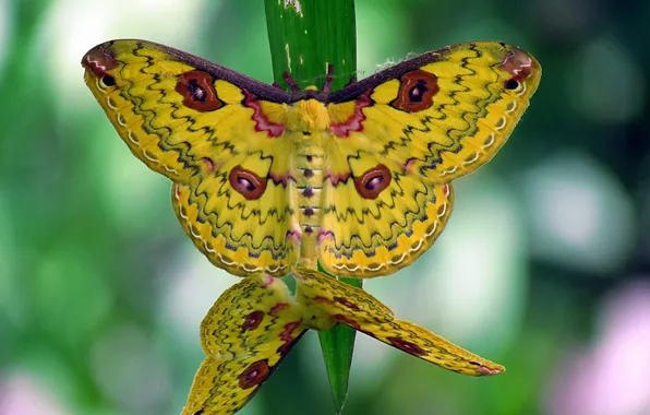 Картинка макро, бабочки, травинка, Loepa katinka, Golden Emperor Moth