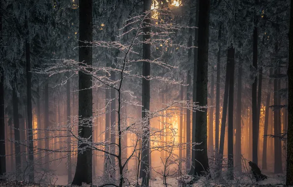 Картинка зима, лес, свет, ветки, природа