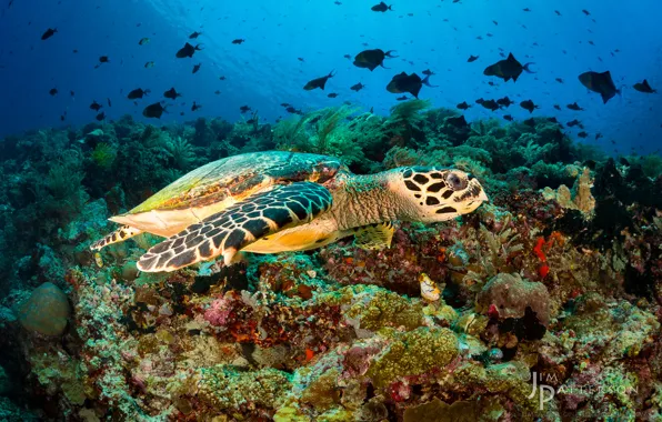 Рыбы, черепаха, кораллы, подводный мир