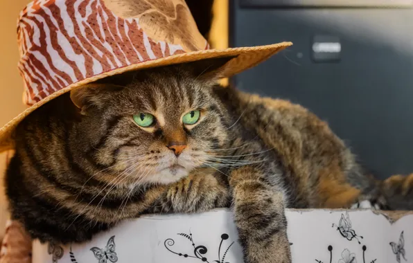 Кошка, кот, взгляд, морда, поза, серый, коробка, шляпа