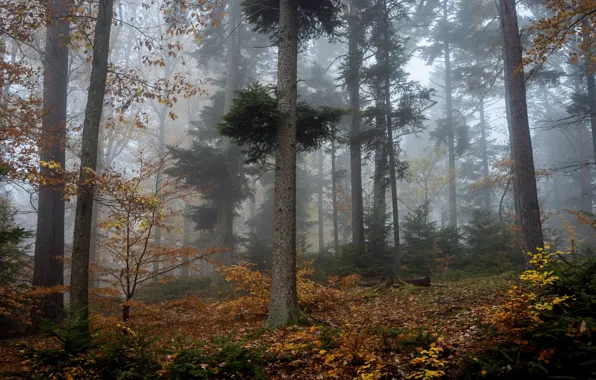 Осень, лес, деревья, природа, туман
