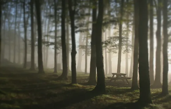 Картинка лес, деревья, туман, стол, скамья
