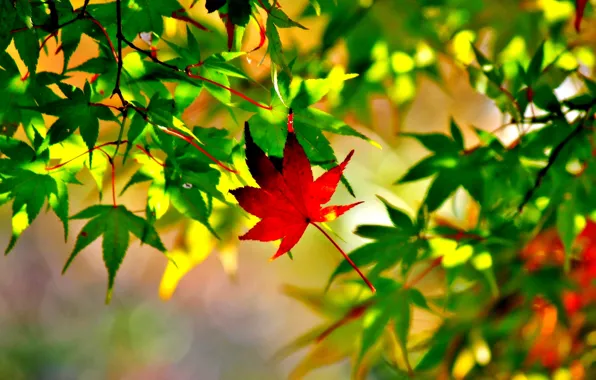 Осень, листья, макро, клен