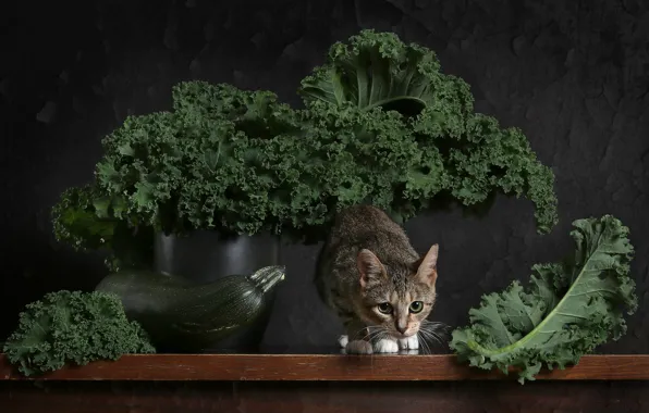 Зелень, кошка, взгляд, листья, поза, котенок, стол, серый