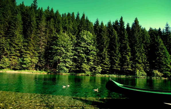 Картинка лес, природа, река, лодка, утки