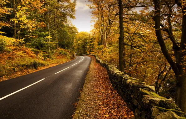 Картинка дорога, осень, природа, разметка