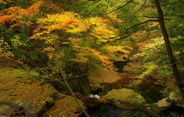 Картинка осень, лес, деревья, река, ручей, камни