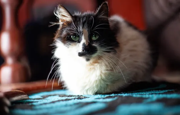 Кошка, кот, взгляд, морда, свет, комната, черно-белая, размытие