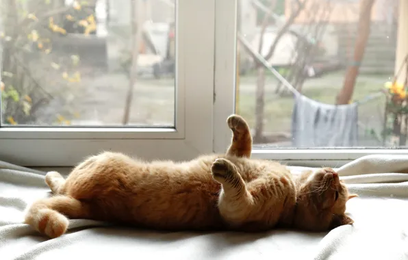 Кошка, кот, поза, уют, дом, окно, рыжий, двор