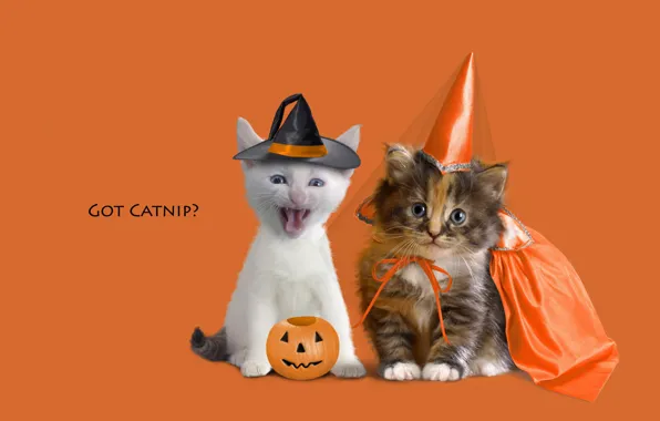 Животные, котенок, котята, оранжевый фон