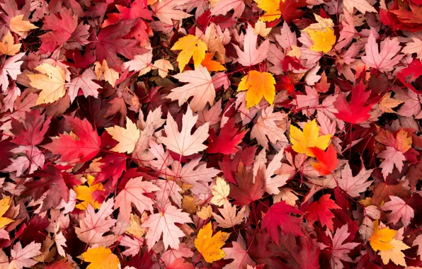 Картинка осень, листья, макро, фон, widescreen, обои, wallpaper, листочки