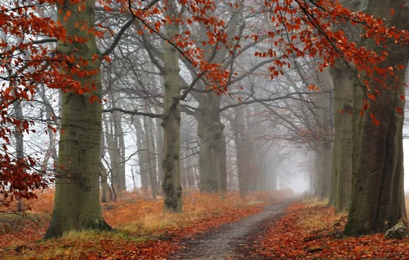 Картинка лес, деревья, туман, Осень, forest, тропинка, trees, nature