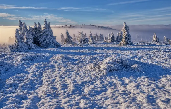 Картинка зима, снег, деревья, пейзаж, природа, туман, утро, ели