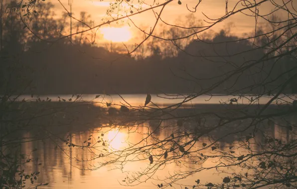 Twilight, sunset, lake, dusk, branches