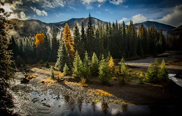 Лес, природа, река