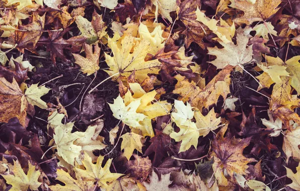 Осень, листья, природа