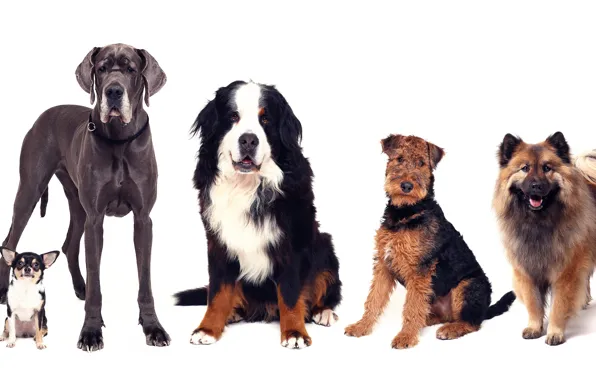 Картинка панорама, много собак, разные породы