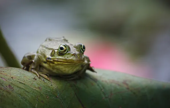 Green, reptile, toad
