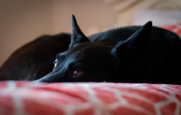 Взгляд, друг, собака