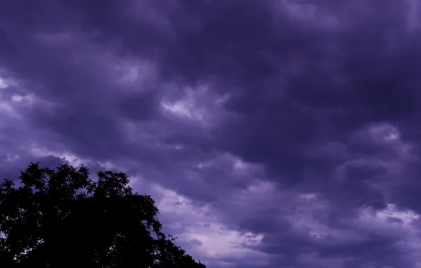 Dark, storm, sky, cloud, tree
