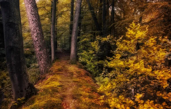 Осень, лес, деревья, природа, тропинка, кусты, Jan-Herman Visser