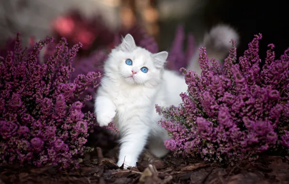 Кошка, белый, взгляд, цветы, поза, котенок, пушистый, сад