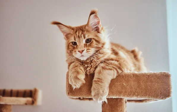 Кошка, кот, рыжий, мейн-кун