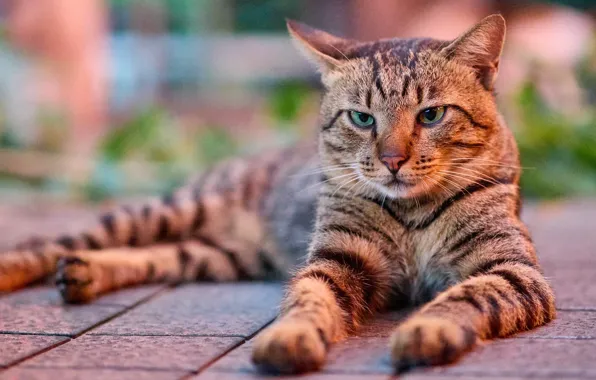 Кошка, кот, взгляд, морда, поза, серый, плитка, лежит