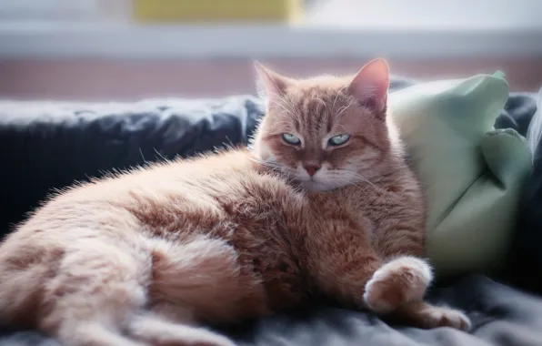 Картинка кошка, кот, взгляд, морда, поза, рыжий, лежит, подушка