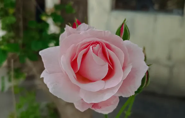 Картинка Роза, Rose, Pink rose