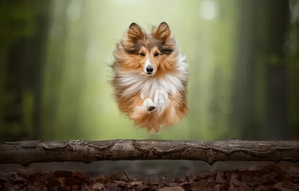 Картинка прыжок, собака, бревно, Шелти, Шетландская овчарка